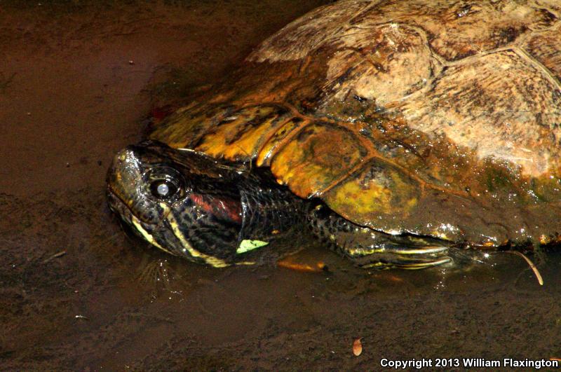 Red-eared Slider (Trachemys scripta elegans)