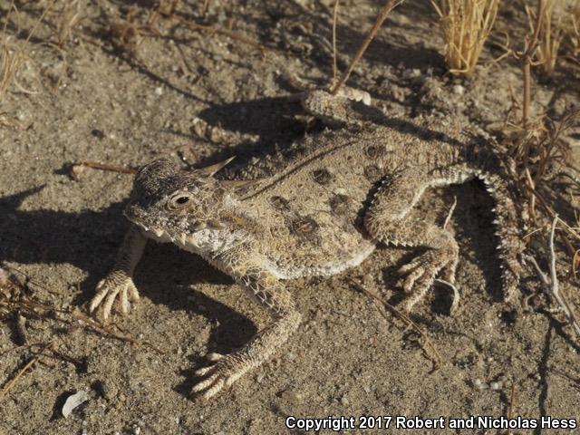 Flat-tailed Horned Lizard (Phrynosoma mcallii)