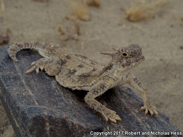 Flat-tailed Horned Lizard (Phrynosoma mcallii)