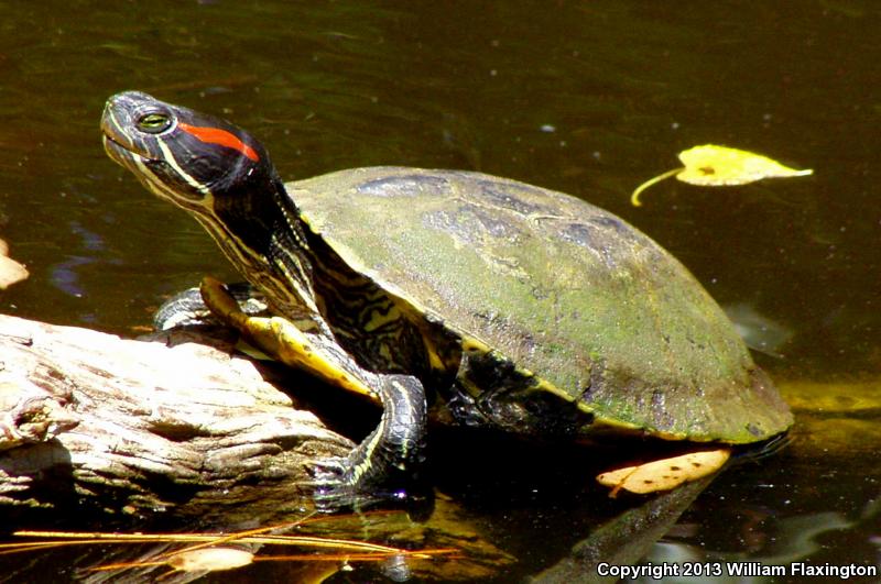 Red-eared Slider (Trachemys scripta elegans)