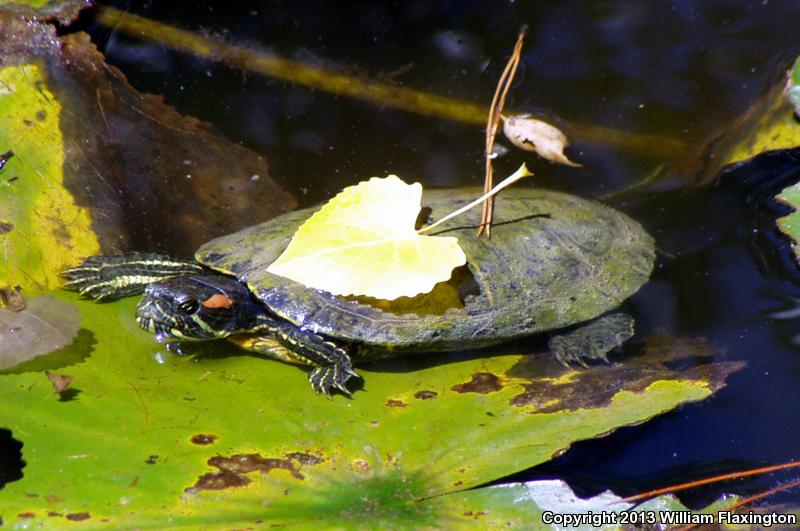 Red-eared Slider (Trachemys scripta elegans)