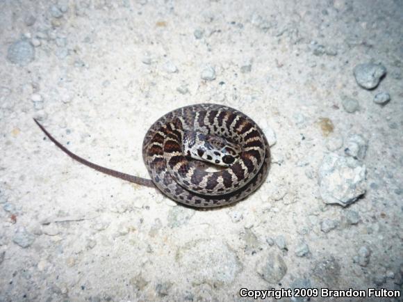 Northern  Black Racer (Coluber constrictor constrictor)