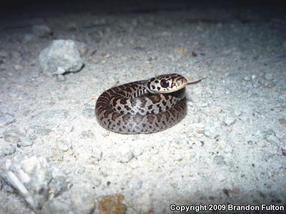 Northern  Black Racer (Coluber constrictor constrictor)