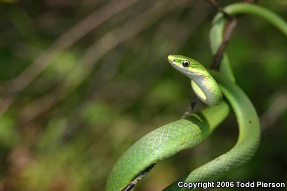 Northern Rough Greensnake (Opheodrys aestivus aestivus)