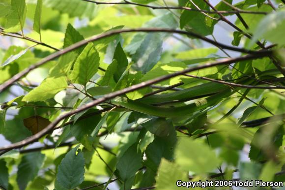 Northern Rough Greensnake (Opheodrys aestivus aestivus)