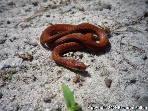 Northern Brownsnake (Storeria dekayi dekayi)