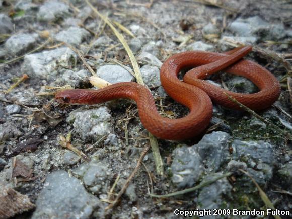 Northern Brownsnake (Storeria dekayi dekayi)