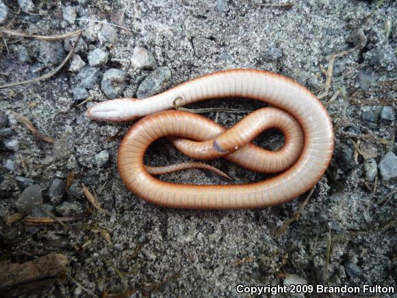 Northern Brownsnake (Storeria dekayi dekayi)