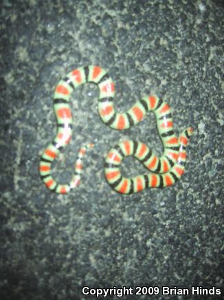 Colorado Desert Shovel-nosed Snake (Chionactis occipitalis annulata)