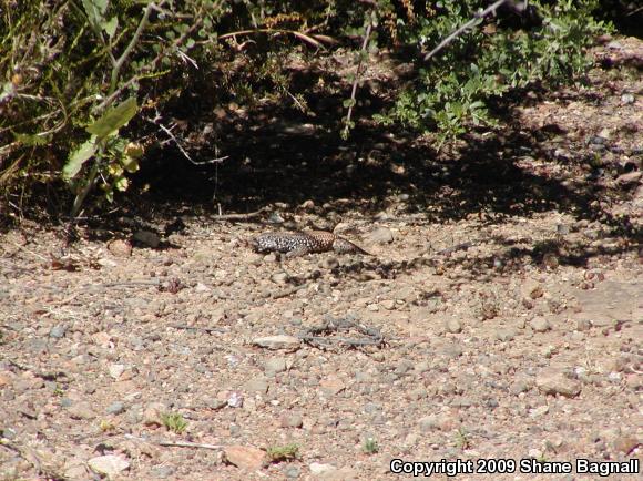 California Whiptail (Aspidoscelis tigris munda)