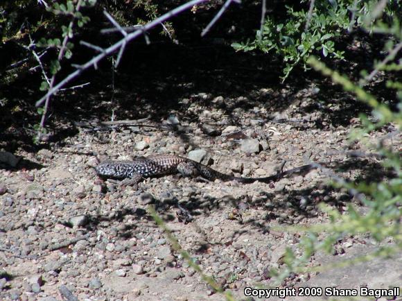 California Whiptail (Aspidoscelis tigris munda)