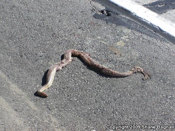 Gopher Snake (Pituophis catenifer)