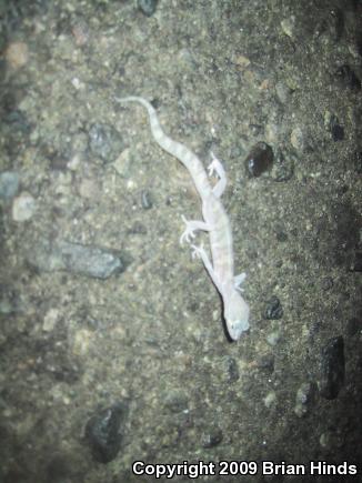 Desert Banded Gecko (Coleonyx variegatus variegatus)