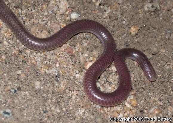 SouthWestern Threadsnake (Leptotyphlops humilis humilis)