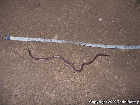 SouthWestern Threadsnake (Leptotyphlops humilis humilis)