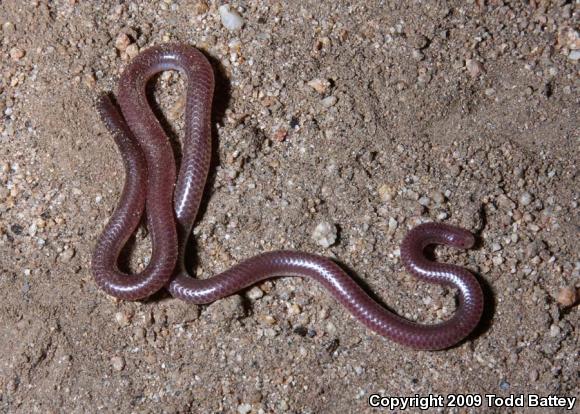 SouthWestern Threadsnake (Leptotyphlops humilis humilis)