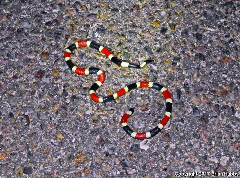 Arizona Coralsnake (Micruroides euryxanthus euryxanthus)