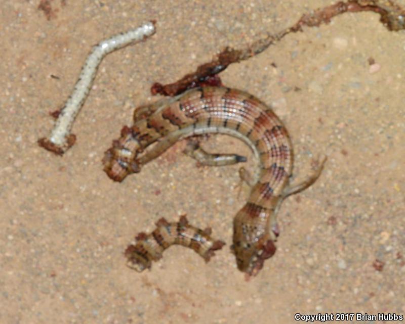 Madrean Alligator Lizard (Elgaria kingii kingii)