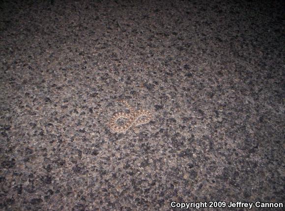 Mojave Desert Sidewinder (Crotalus cerastes cerastes)