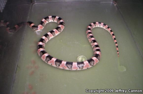 Western Long-nosed Snake (Rhinocheilus lecontei)