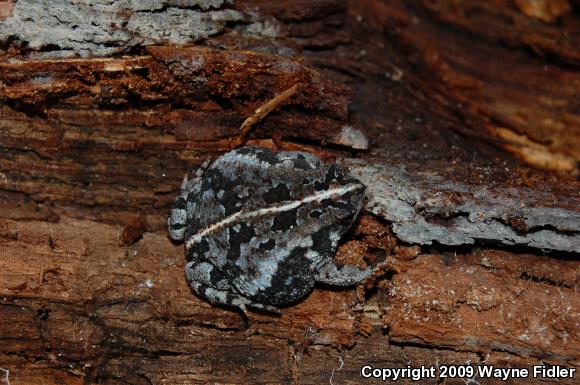 Oak Toad (Anaxyrus quercicus)