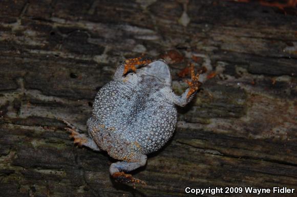 Oak Toad (Anaxyrus quercicus)