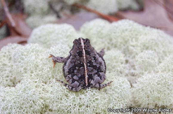 Oak Toad (Anaxyrus quercicus)