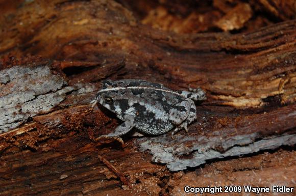 Oak Toad (Anaxyrus quercicus)