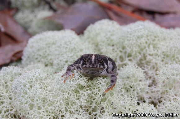 Oak Toad (Anaxyrus quercicus)