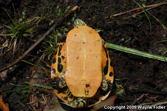 Eastern Chicken Turtle (Deirochelys reticularia reticularia)