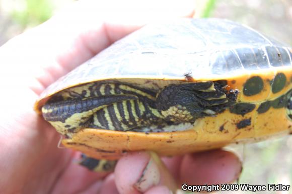 Eastern Chicken Turtle (Deirochelys reticularia reticularia)