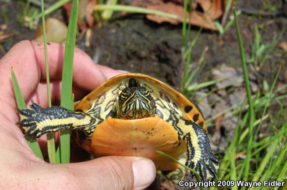 Eastern Chicken Turtle (Deirochelys reticularia reticularia)