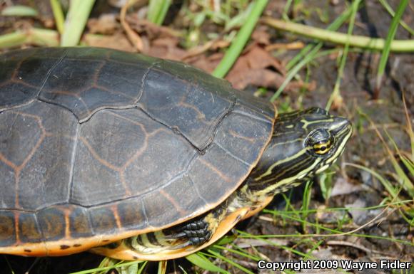 Eastern Chicken Turtle (Deirochelys reticularia reticularia)