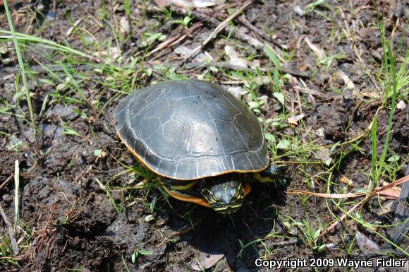 Eastern Chicken Turtle (Deirochelys reticularia reticularia)