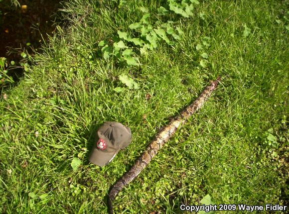 Timber Rattlesnake (Crotalus horridus)