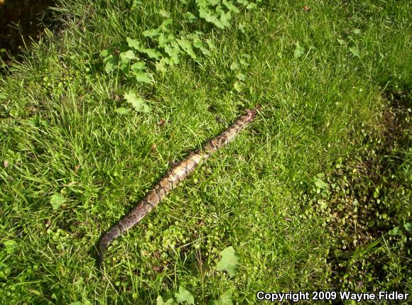 Timber Rattlesnake (Crotalus horridus)