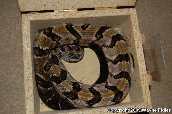 Timber Rattlesnake (Crotalus horridus)