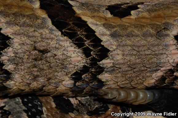 Timber Rattlesnake (Crotalus horridus)