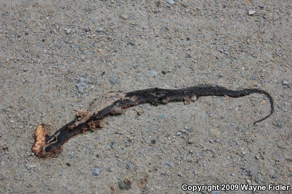 Banded Watersnake (Nerodia fasciata fasciata)