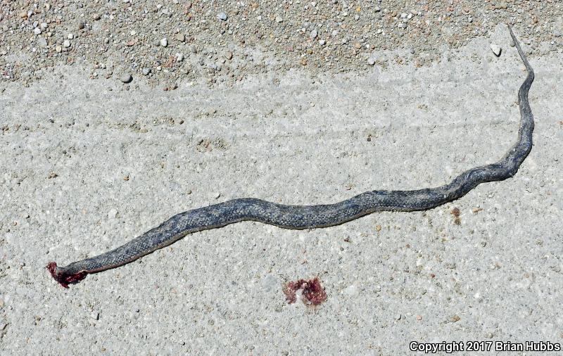 Graham's Crayfish Snake (Regina grahamii)