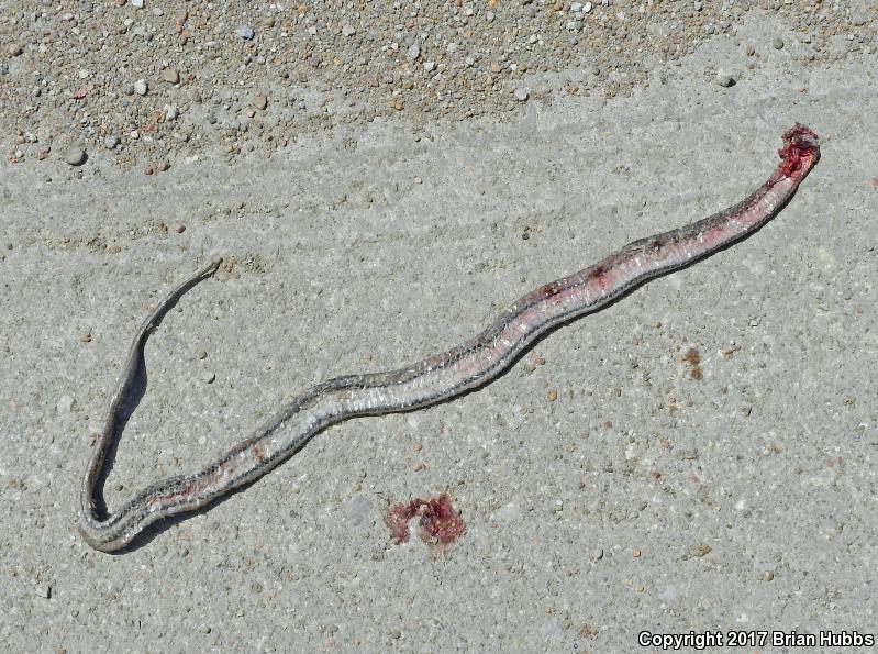 Graham's Crayfish Snake (Regina grahamii)