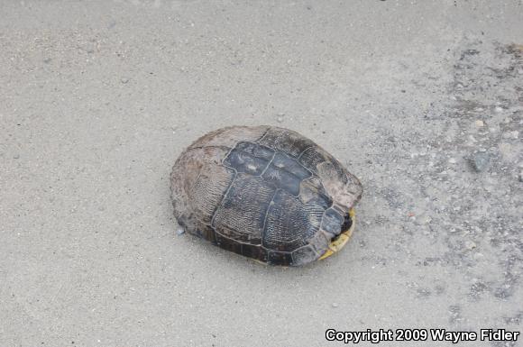 Yellow-bellied Slider (Trachemys scripta scripta)