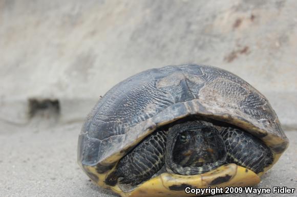 Yellow-bellied Slider (Trachemys scripta scripta)