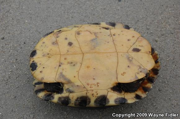 Yellow-bellied Slider (Trachemys scripta scripta)