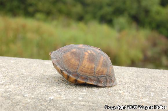 Eastern Box Turtle (Terrapene carolina carolina)