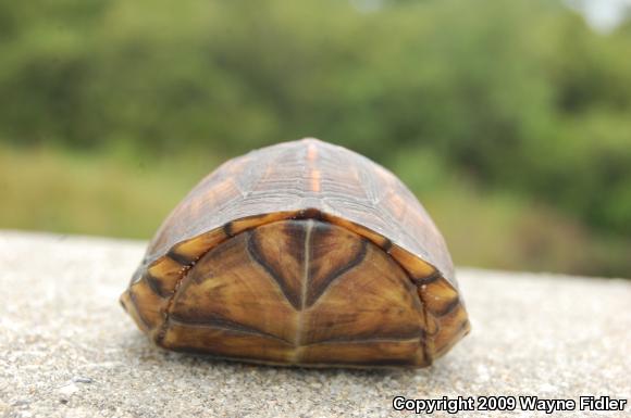 Eastern Box Turtle (Terrapene carolina carolina)