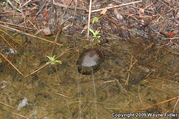 Eastern Mud Turtle (Kinosternon subrubrum subrubrum)