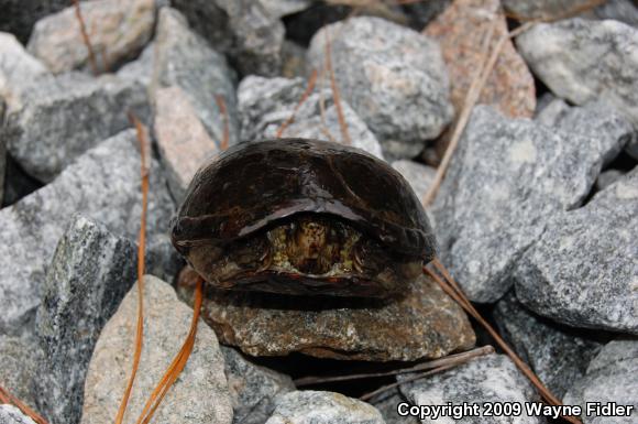 Eastern Mud Turtle (Kinosternon subrubrum subrubrum)