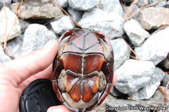 Eastern Mud Turtle (Kinosternon subrubrum subrubrum)