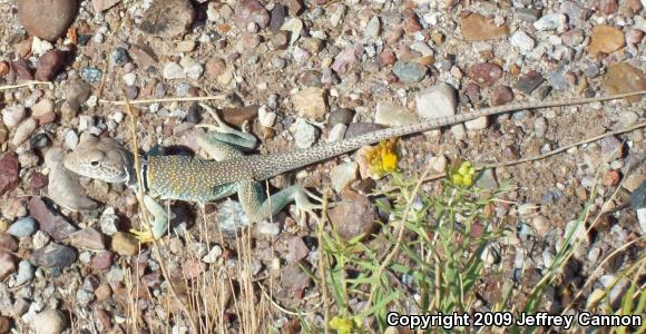 Eastern Collared Lizard (Crotaphytus collaris)